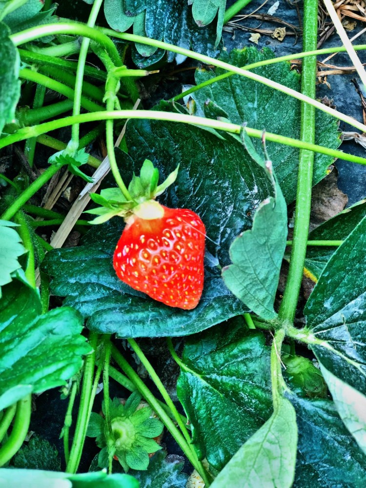 8DD44DFF-F03F-49D7-8F6A-A9AE596A32CD